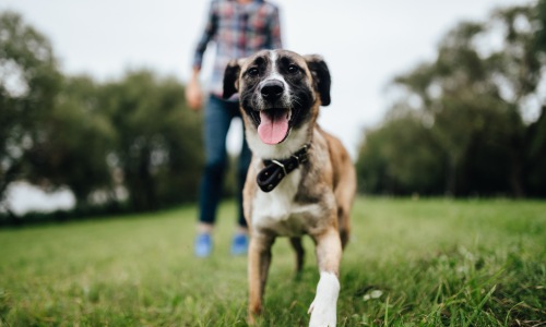 Dog smiling with human in background