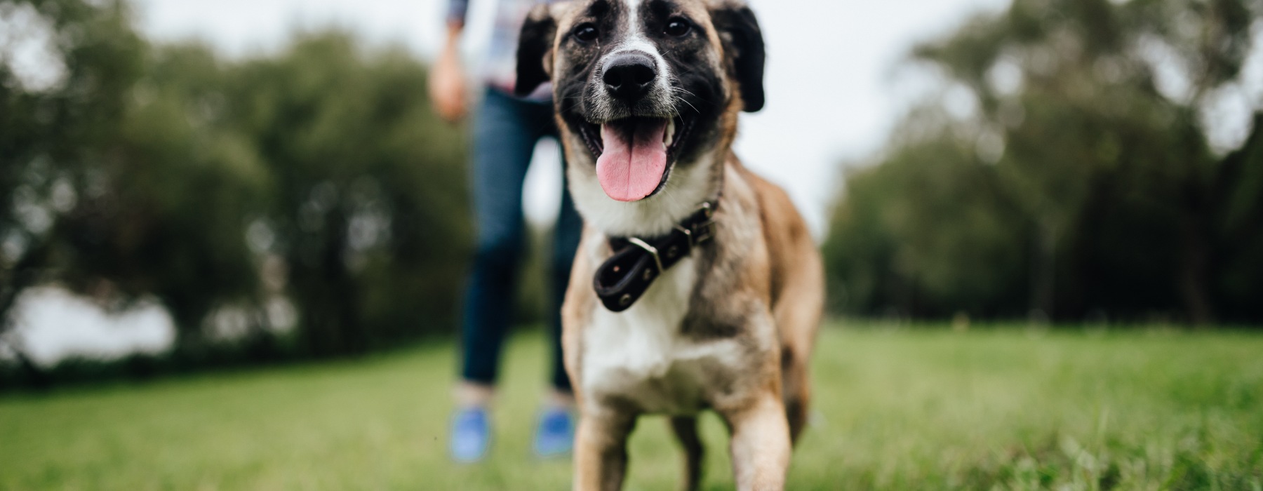 Dog smiling with human in background